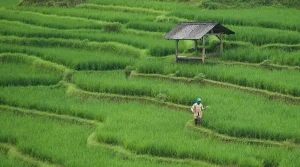 universitas jurusan pertanian di bandung