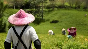 universitas jurusan pertanian di surabaya
